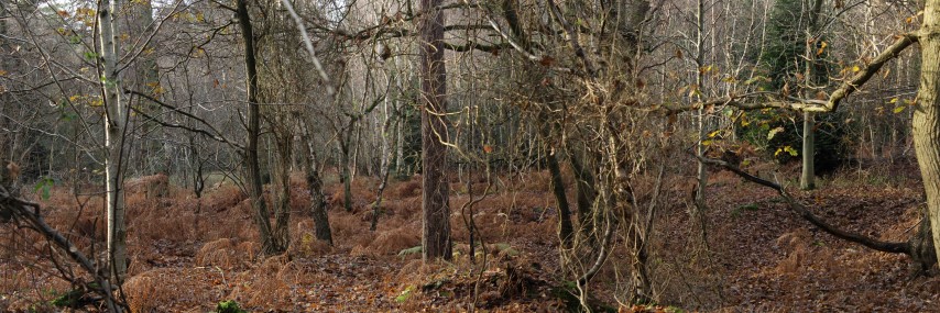 Like Columns of Tiny Ants XXX by Steve Baker