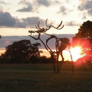 Roaring Stag by Rachael Long