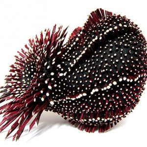Sea Anemone by Barbara Leaney