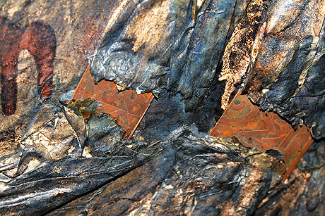 Carapace Detail by Elizabeth Humphries